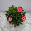 Hibiscus Bush Painted Lady Pink - Image 2