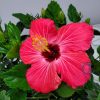 Hibiscus Bush Painted Lady Pink - Image 3