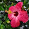 Hibiscus Bush Painted Lady Pink - Image 4