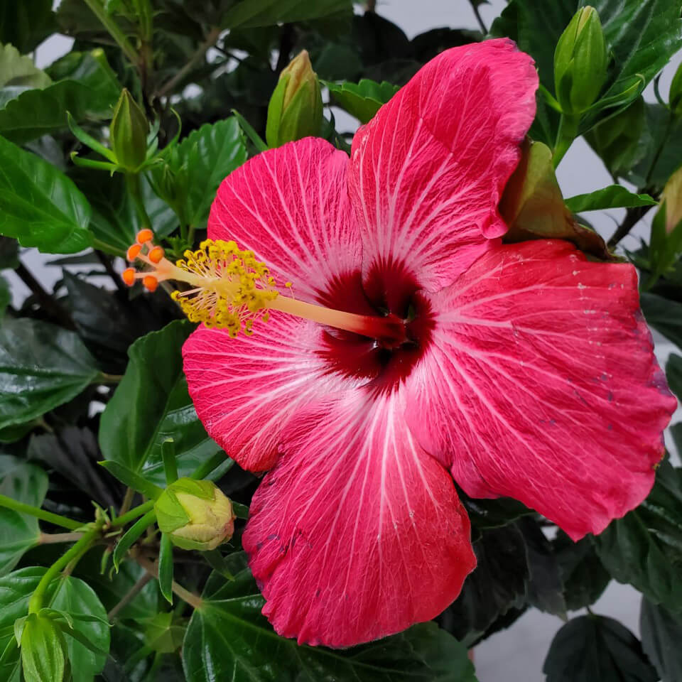 Painted Lady Pink Hibiscus Bush for Sale
