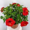 yoder red hibiscus bush