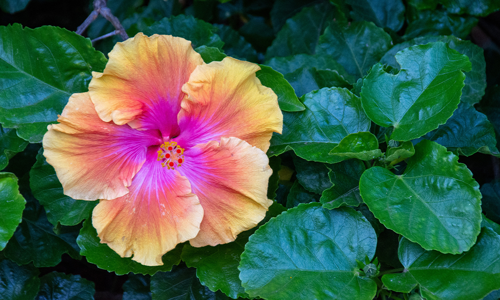How to Grow a Rainbow Tree: Four Color Mix Braided Hibiscus