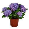 Blue Hydrangea Plant