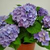 Hydrangea Blue - Image 2
