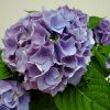 Hydrangea Blue - Image 3