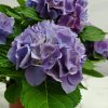 Hydrangea Blue - Image 4