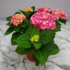 Hydrangea Pink - Image 3