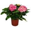 Pink Hydrangea