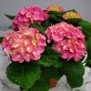 Hydrangea Pink - Image 4