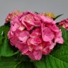 Hydrangea Pink