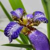 Iris Regina Brazilian Orchid - Image 3