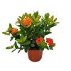 Ixora Maui Red