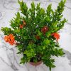 Dwarf Ixora Plant