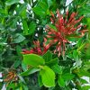 Dwarf Ixora Plant