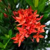 Dwarf Ixora Plant
