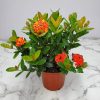 Ixora Maui Red