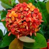 Ixora Maui Red