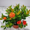 Ixora Maui Red