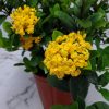 Ixora Maui Yellow