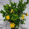 Ixora Maui Yellow