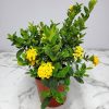Ixora Maui Yellow
