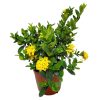 Ixora Maui Yellow
