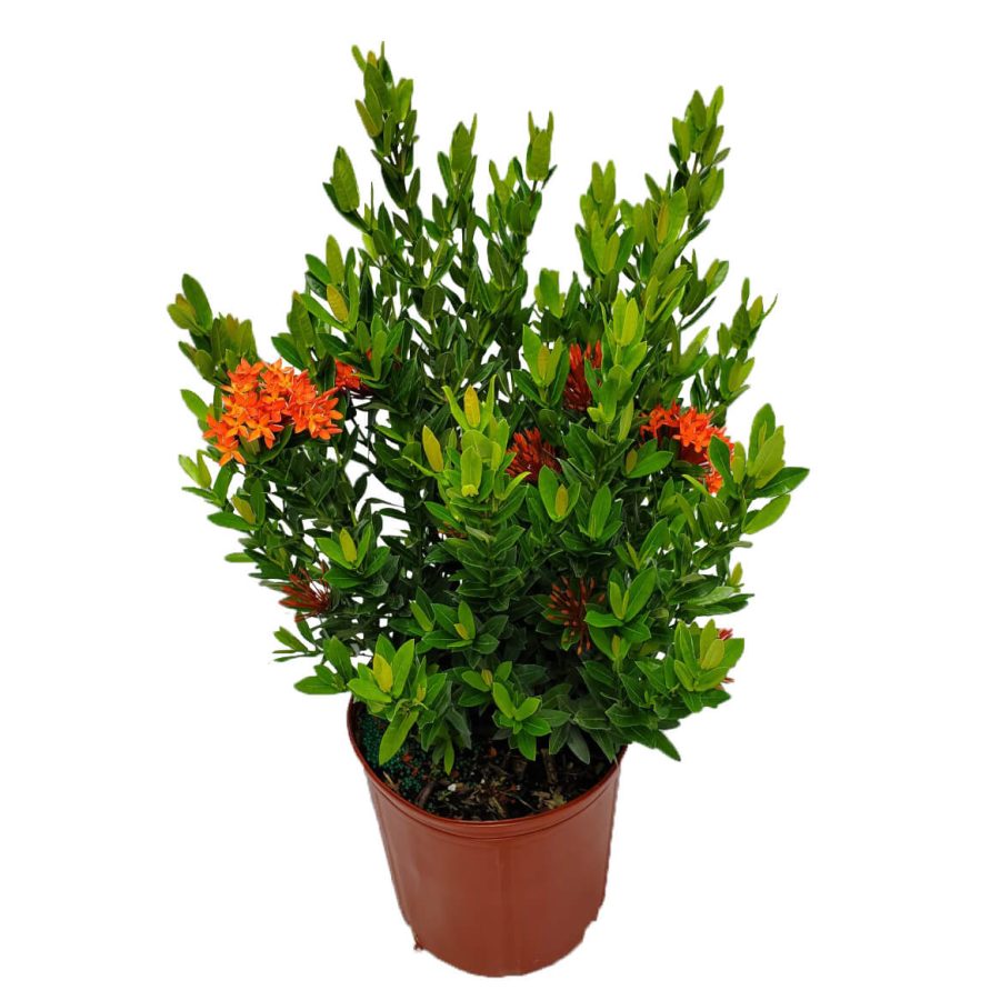 Dwarf Ixora Plant