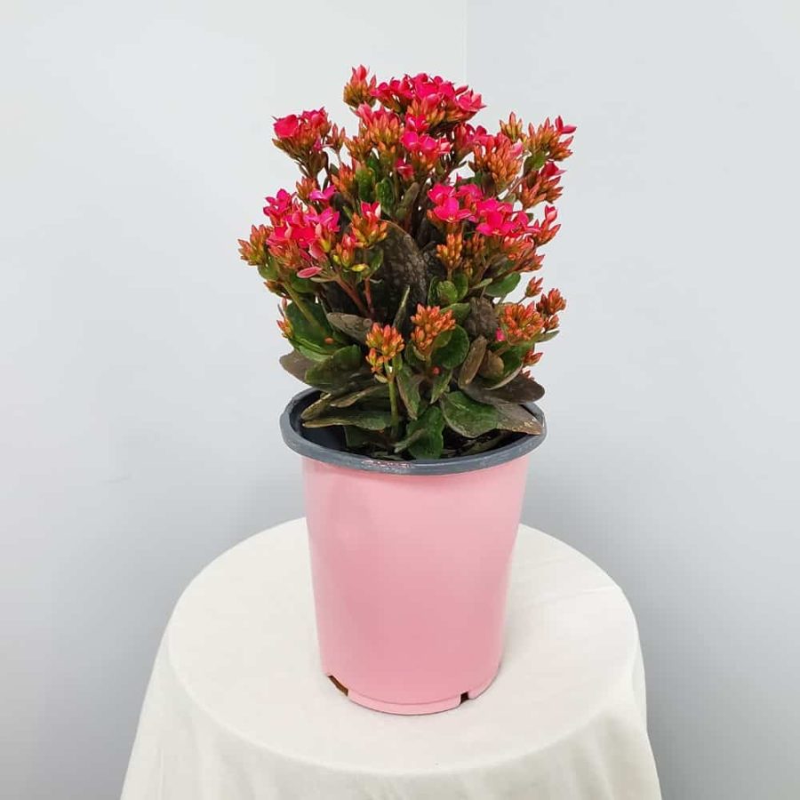 pink kalanchoe
