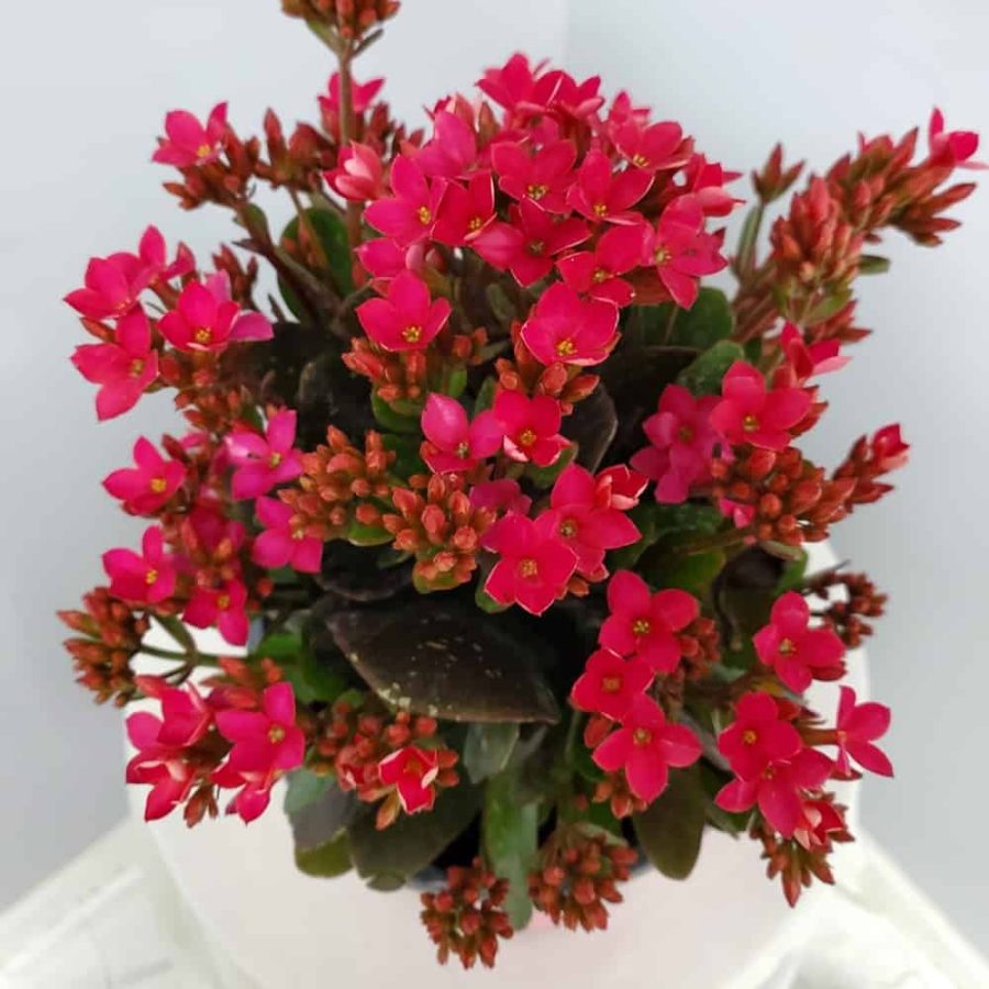 pink kalanchoe