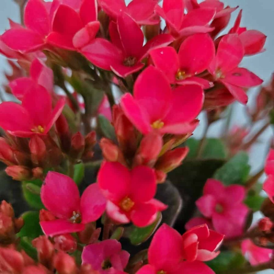 pink kalanchoe