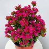Magenta Kalanchoe
