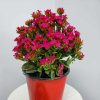 Magenta Kalanchoe