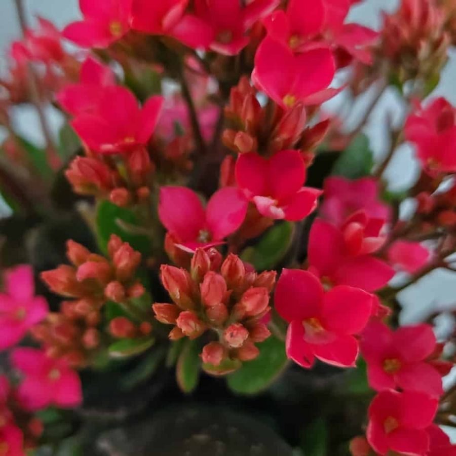 pink kalanchoe