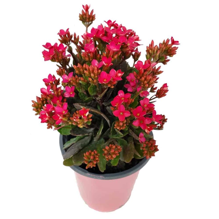 pink kalanchoe