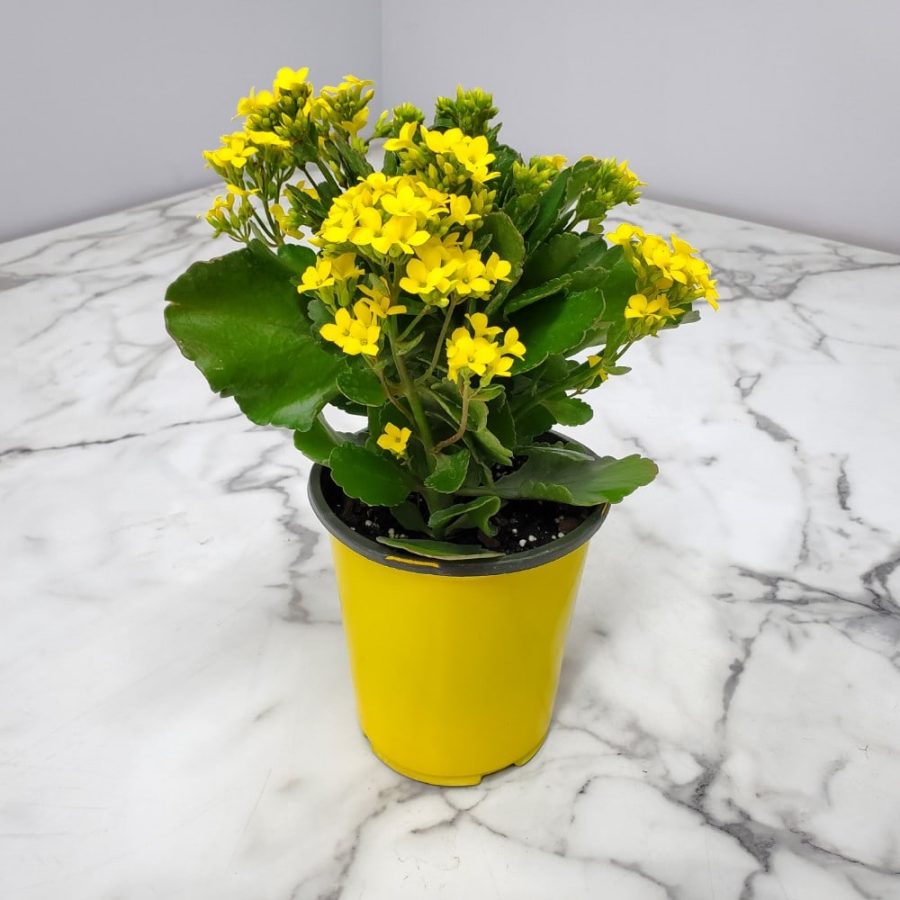 Kalanchoe Yellow