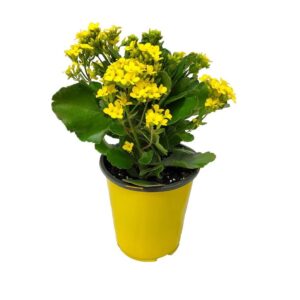 Kalanchoe Yellow