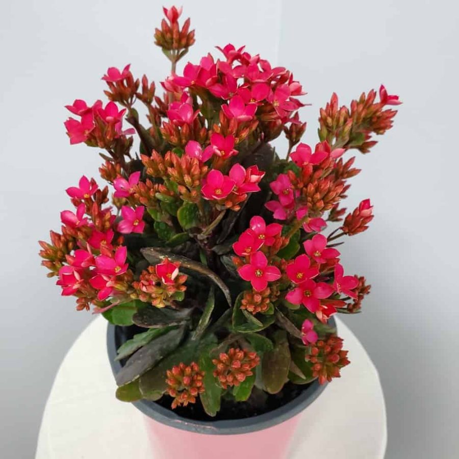 pink kalanchoe