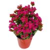 Magenta Kalanchoe