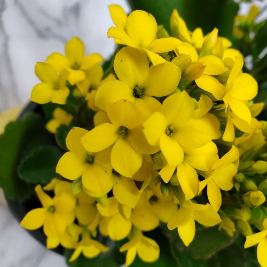 Kalanchoe Yellow