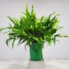 Kangaroo Fern - Image 4