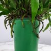 Kangaroo Fern - Image 3