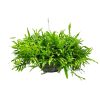 Kangaroo Fern Hanging Basket