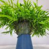 Kangaroo Fern Hanging Basket - Image 4