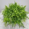Kangaroo Fern Hanging Basket - Image 3