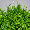 Kangaroo Fern Hanging Basket - Image 2