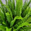 Kimberly Queen Fern - Image 5