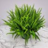 Kimberly Queen Fern - Image 7