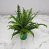 Kimberly Queen Fern