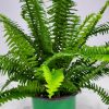 Kimberly Queen Fern