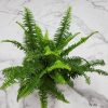 Kimberly Queen Fern